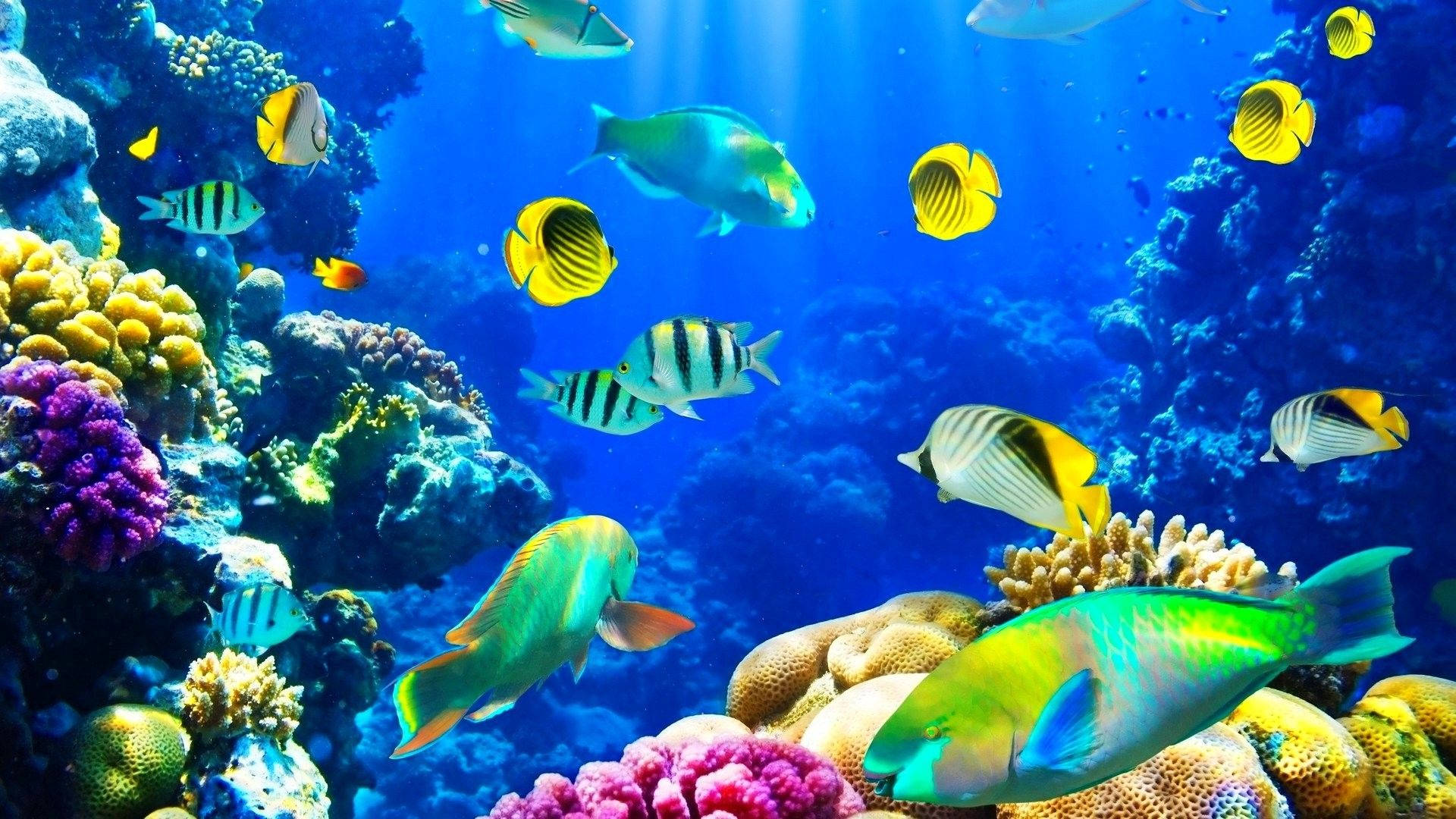 Underwater Ocean Screensaver Wallpapers