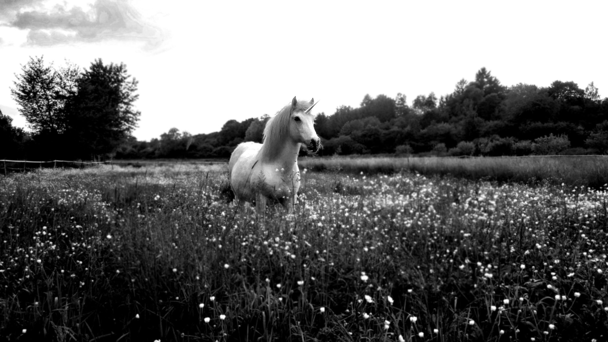 Unicorn In Field Wallpapers