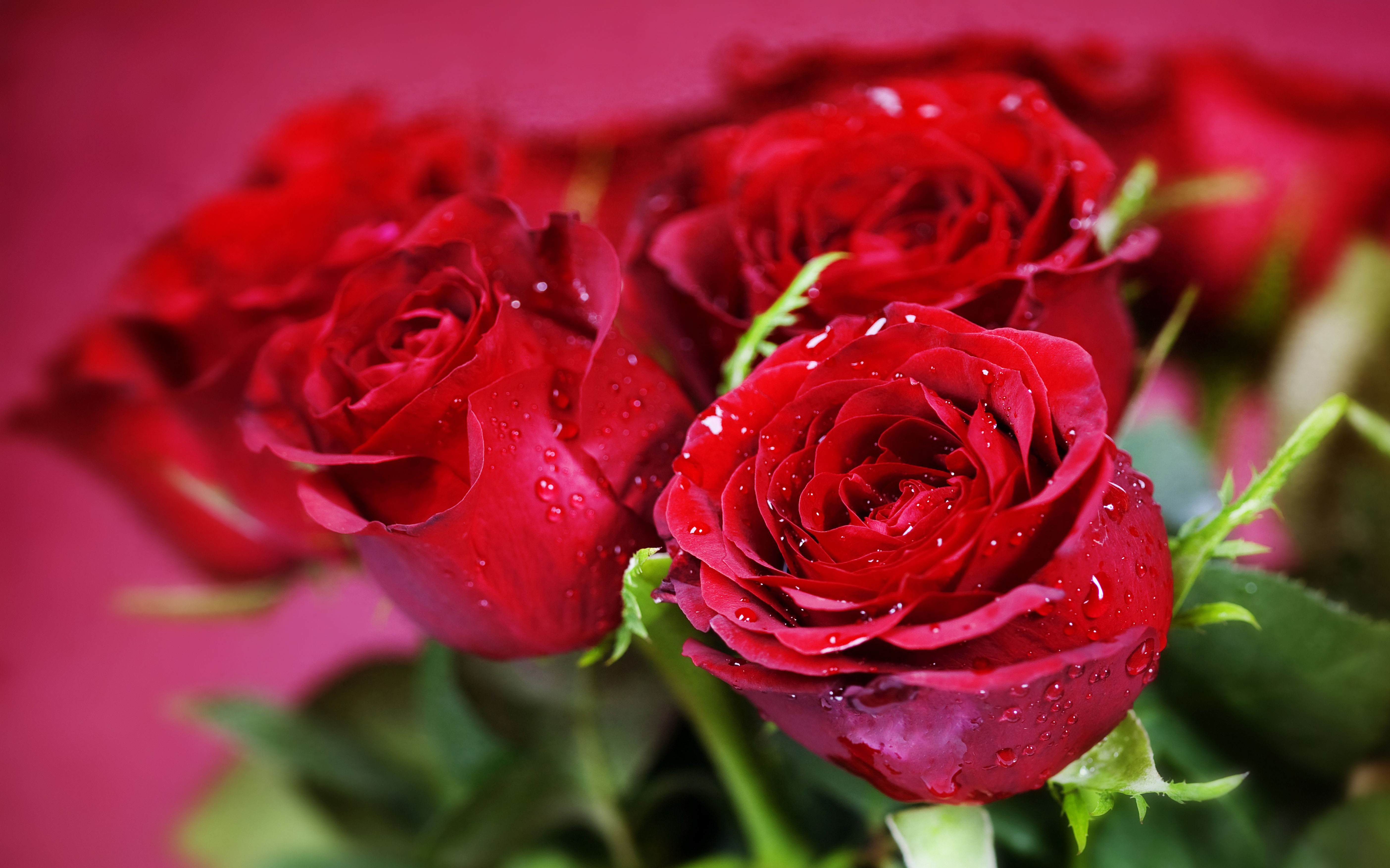 Valentine Flower Picture Wallpapers