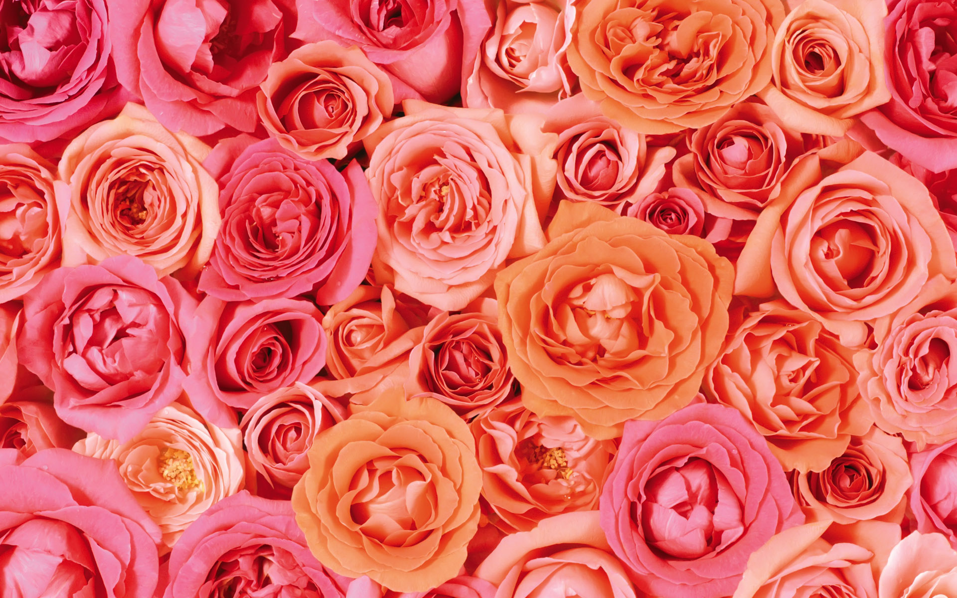 Valentine Flower Picture Wallpapers