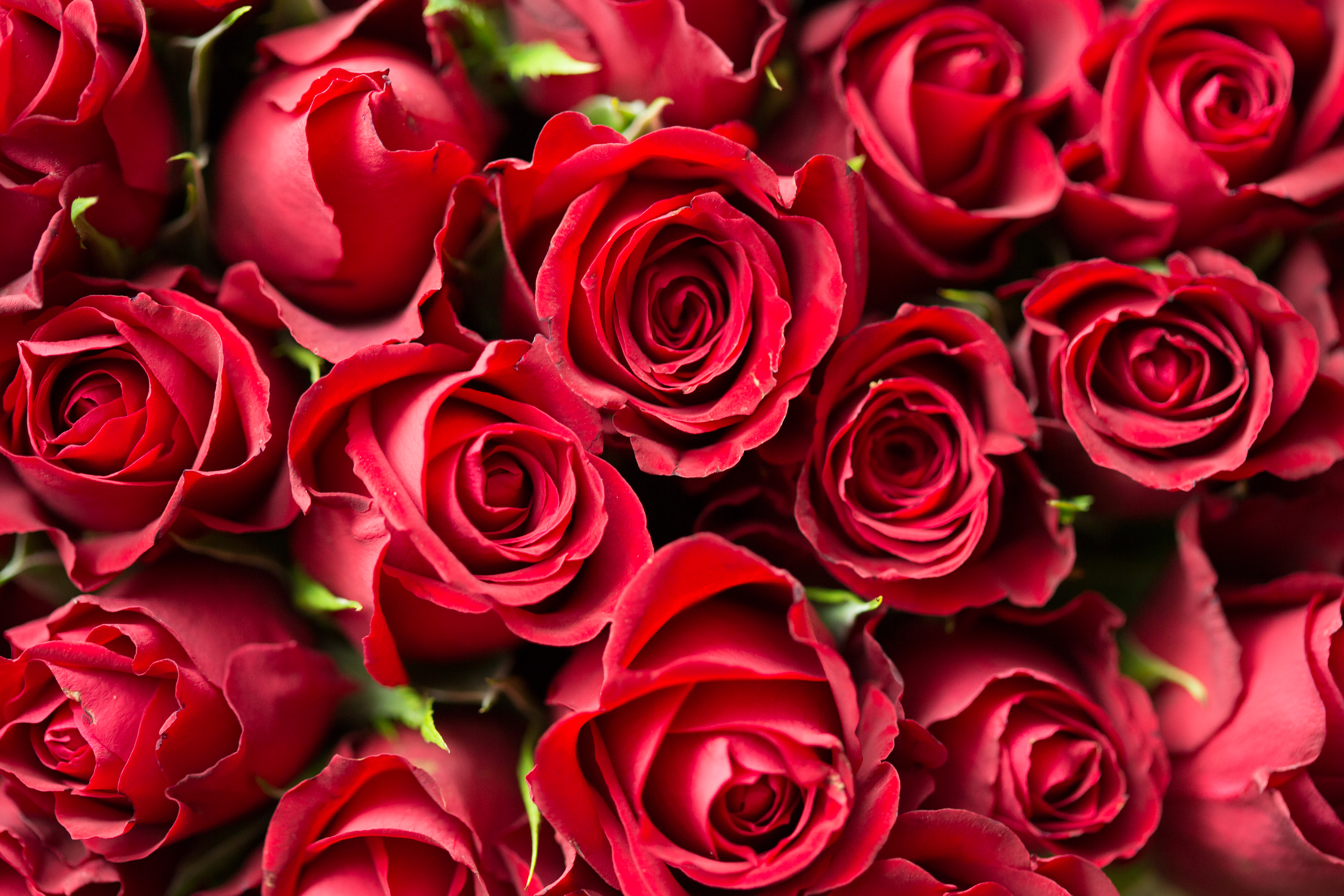 Valentine Flower Picture Wallpapers