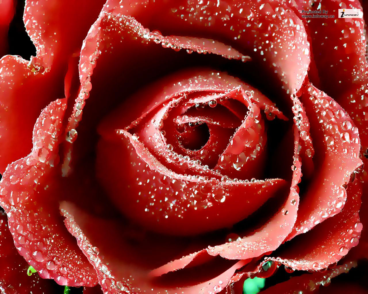 Valentine Flower Picture Wallpapers