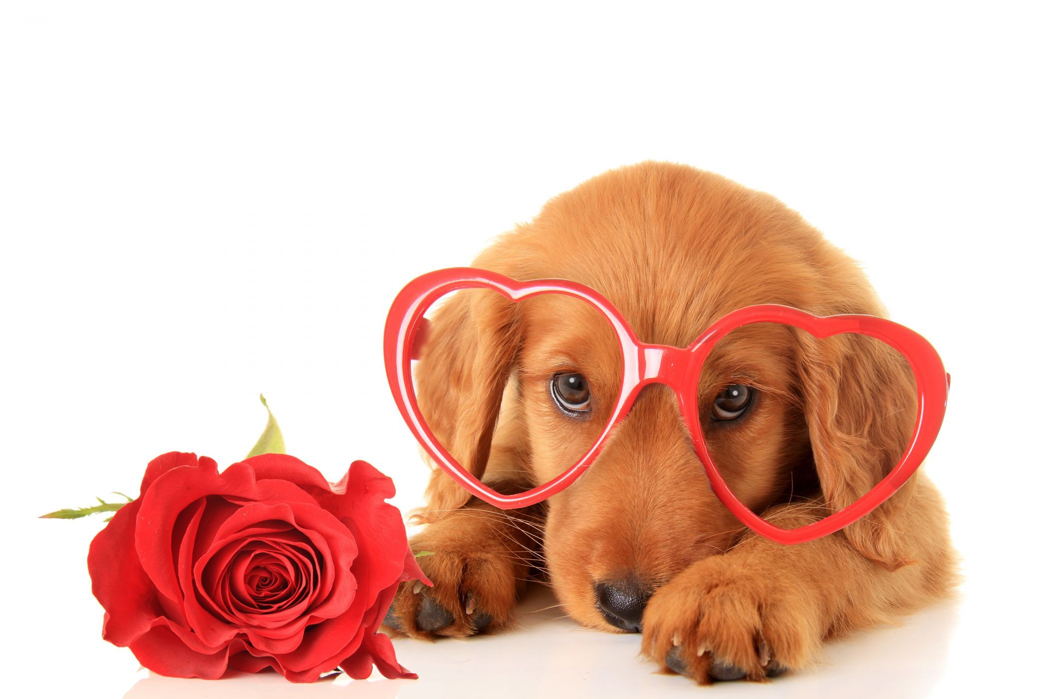 Valentines Dog Wallpapers