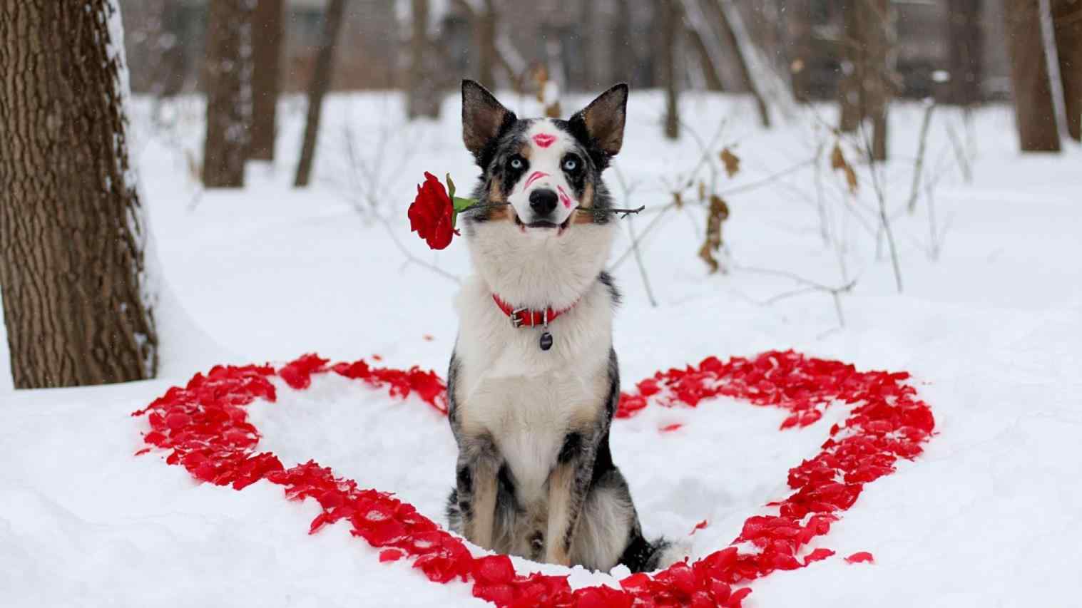 Valentines Dog Wallpapers