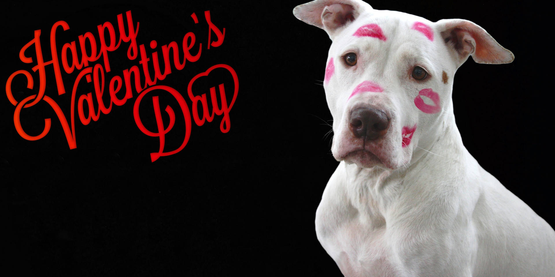 Valentines Dog Wallpapers