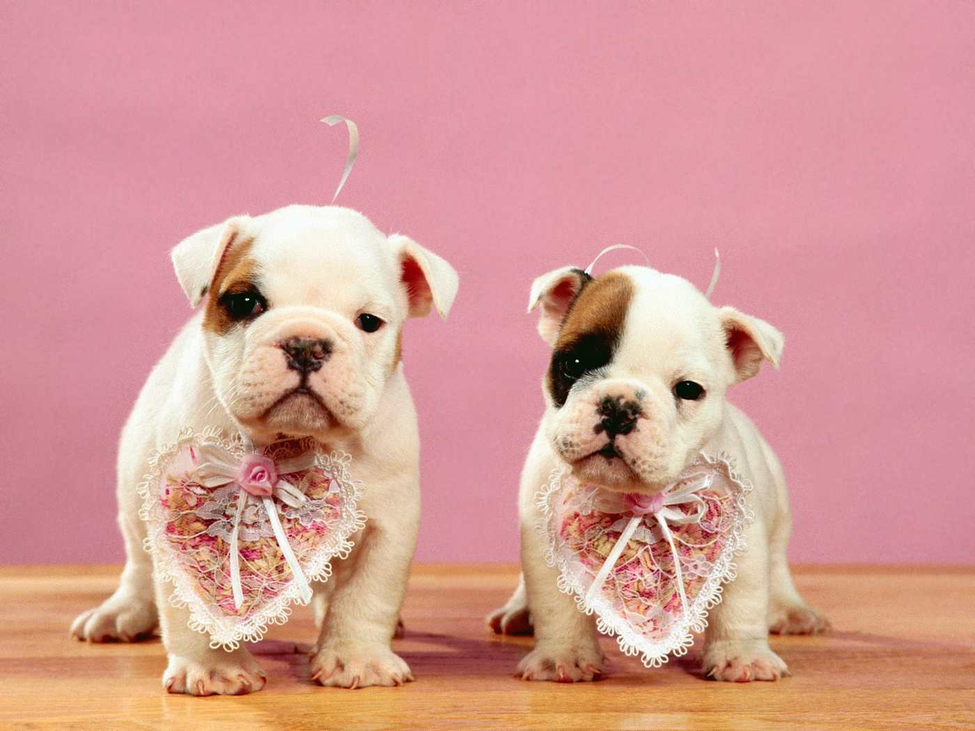 Valentines Dog Wallpapers