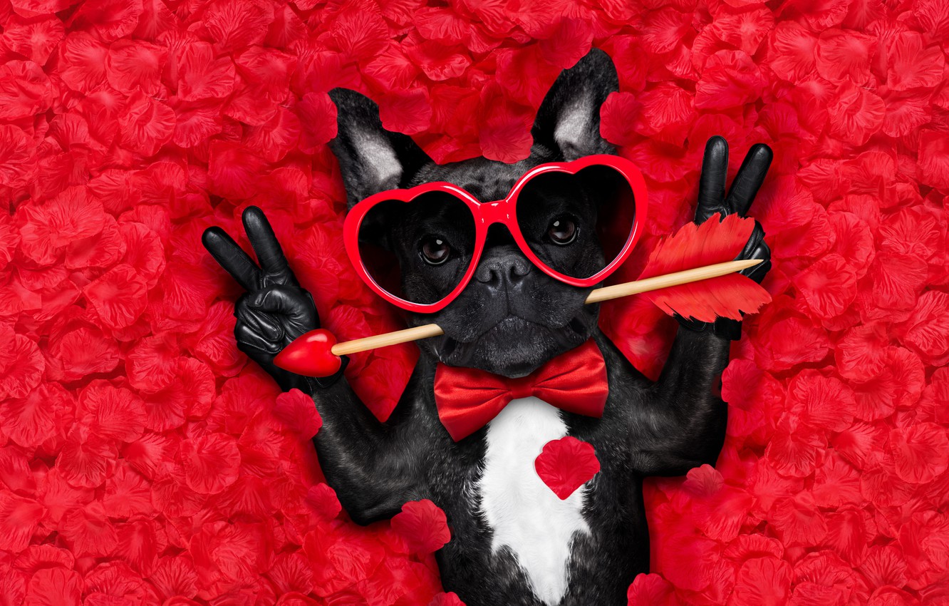 Valentines Dog Wallpapers