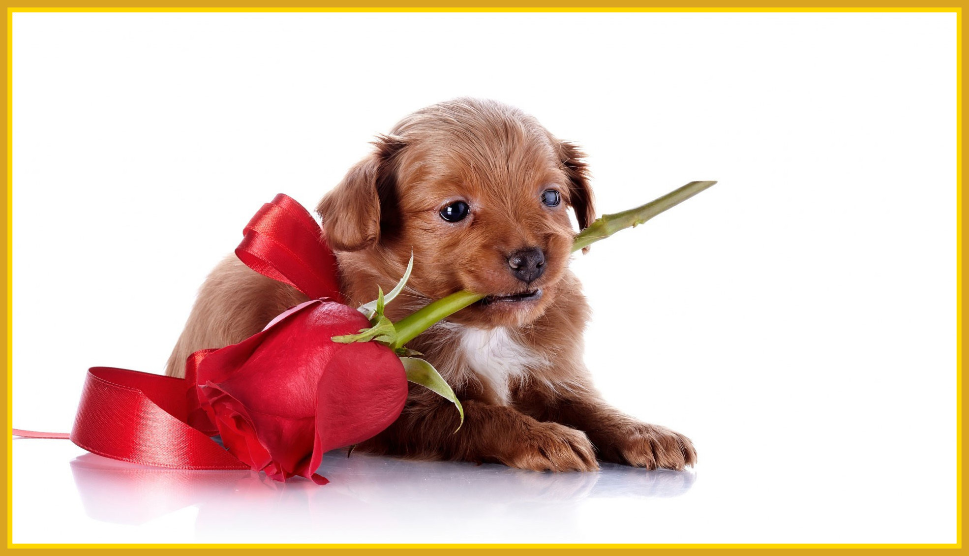 Valentines Dog Wallpapers