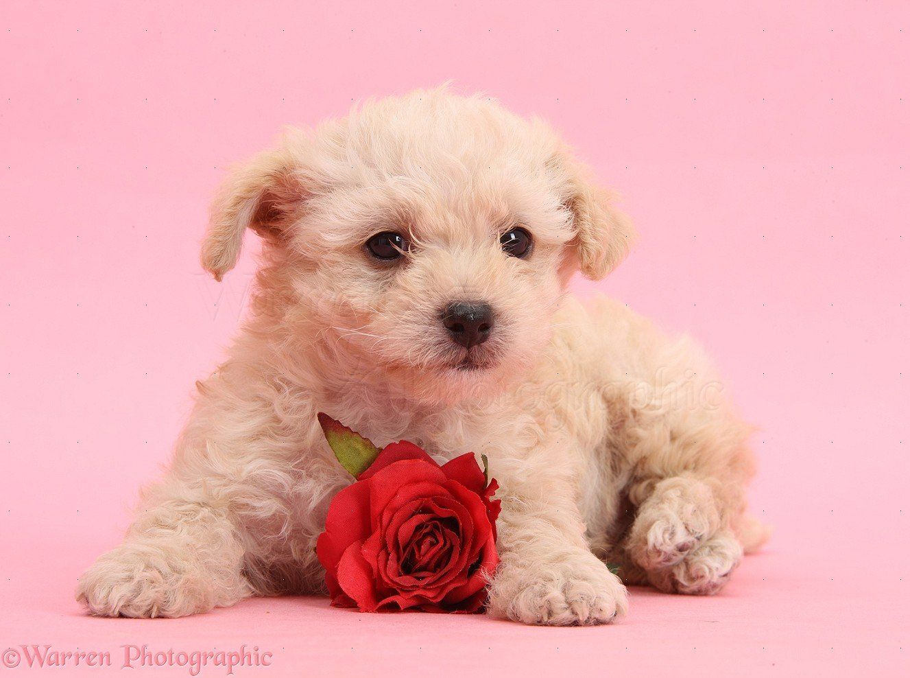 Valentines Dog Wallpapers