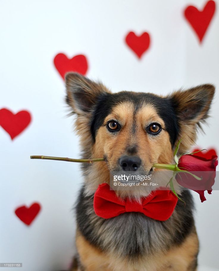 Valentines Dog Wallpapers