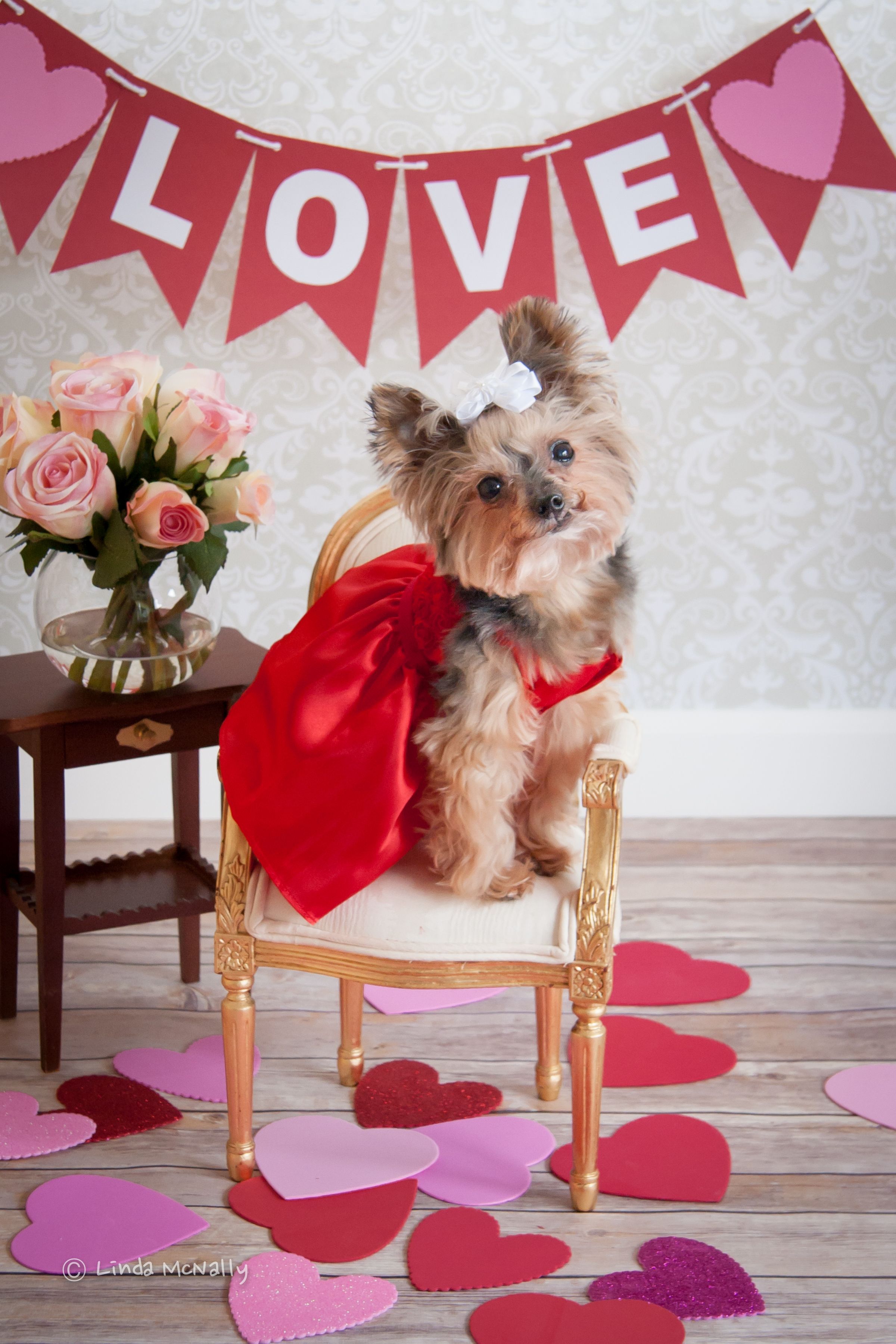 Valentines Dog Wallpapers