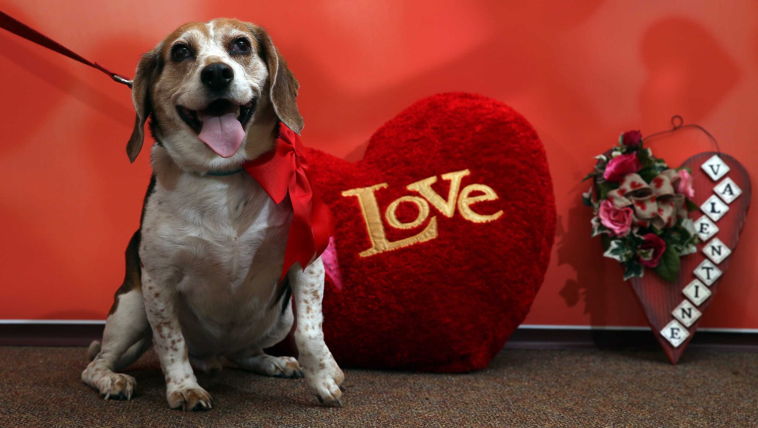 Valentines Dog Wallpapers