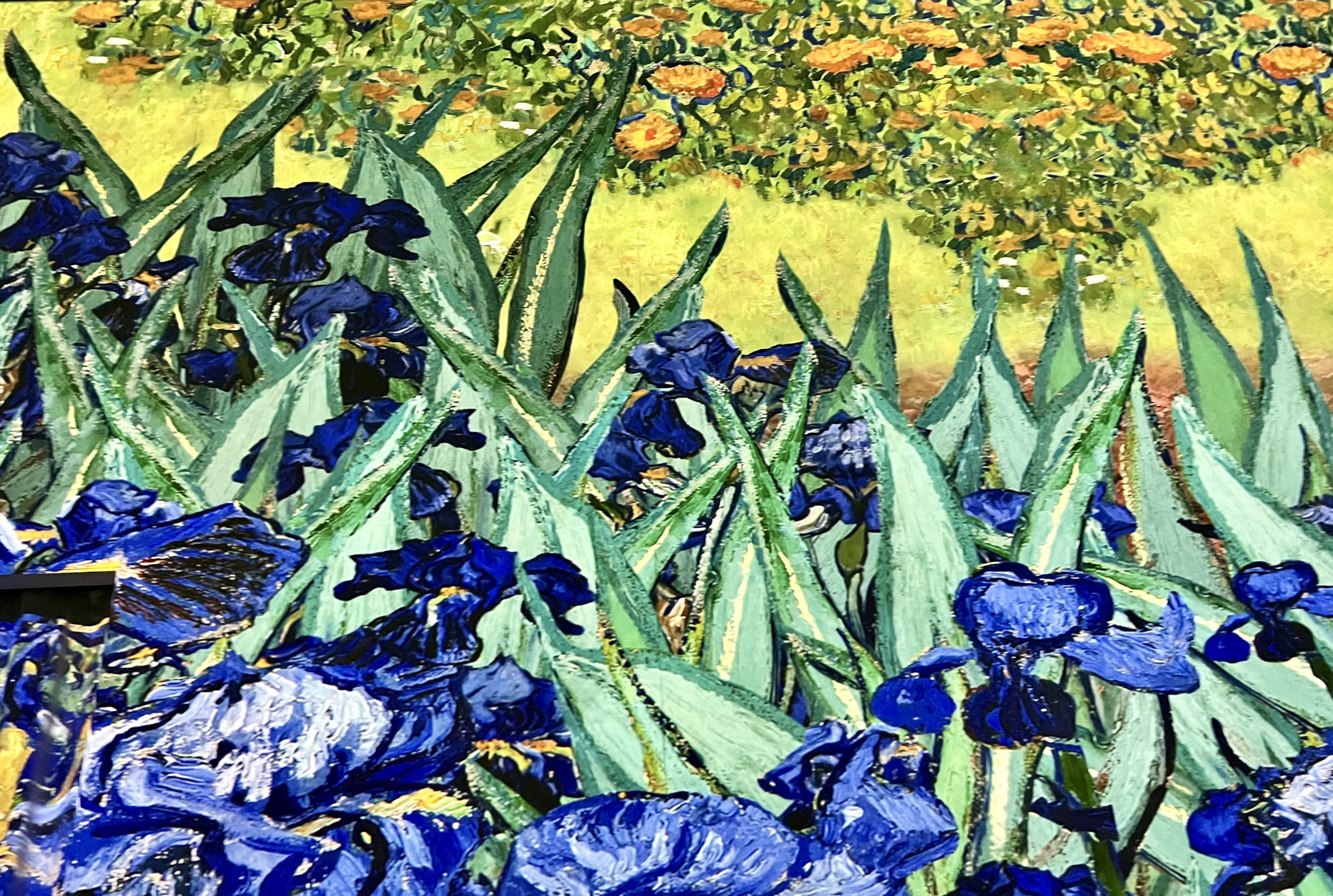 Van Gogh Irises Wallpapers