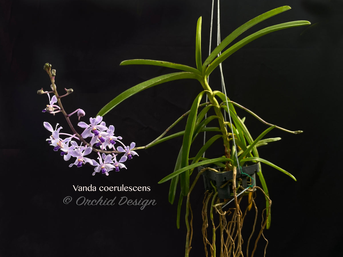 Vanda Dendrobium Wallpapers