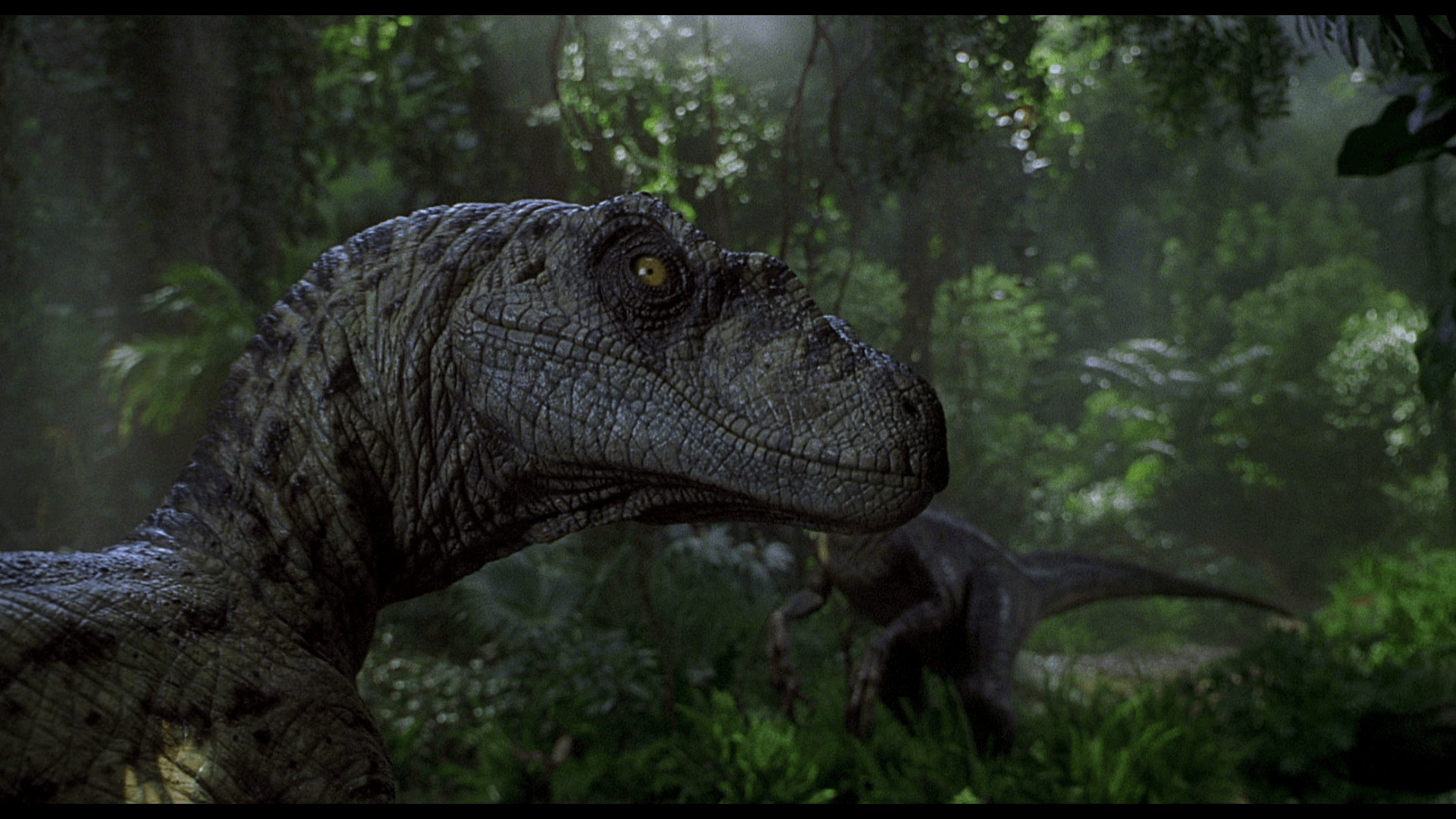 Velociraptor Wallpapers