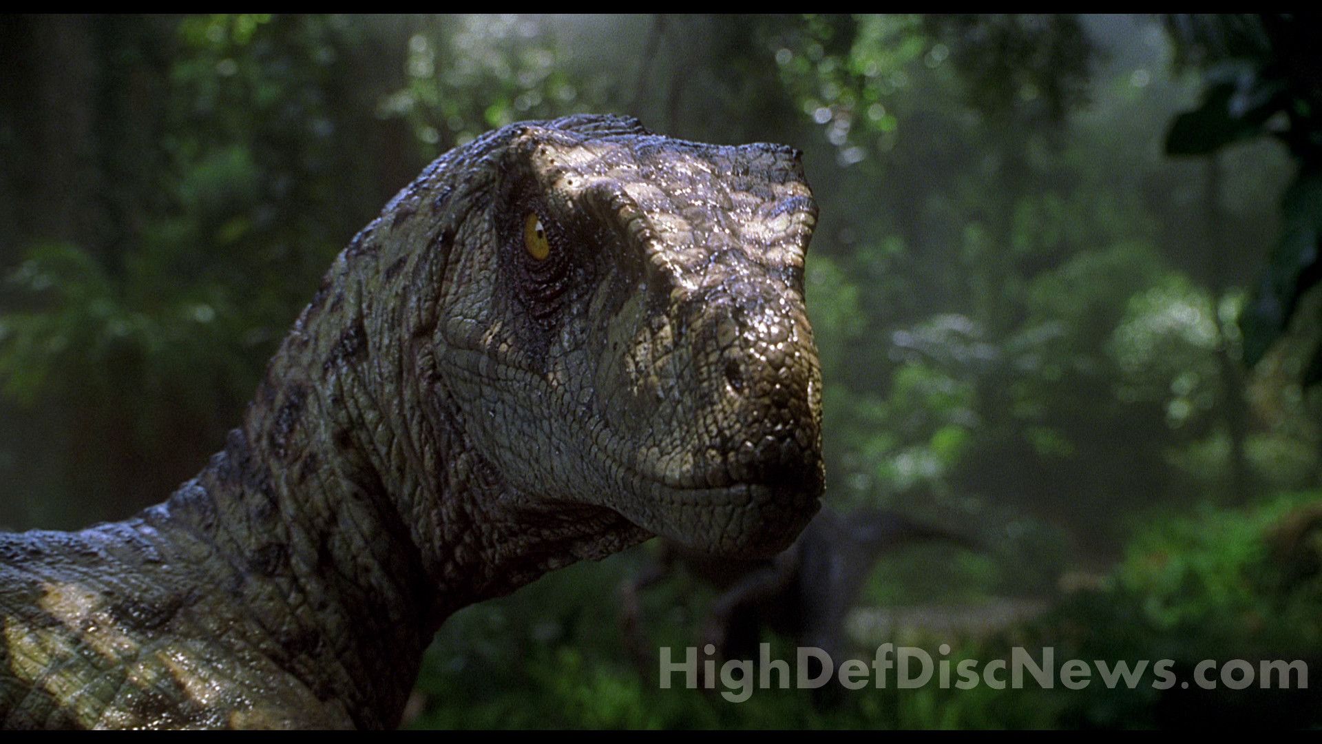 Velociraptor Wallpapers