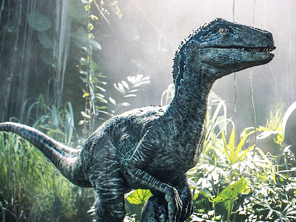 Velociraptor Wallpapers