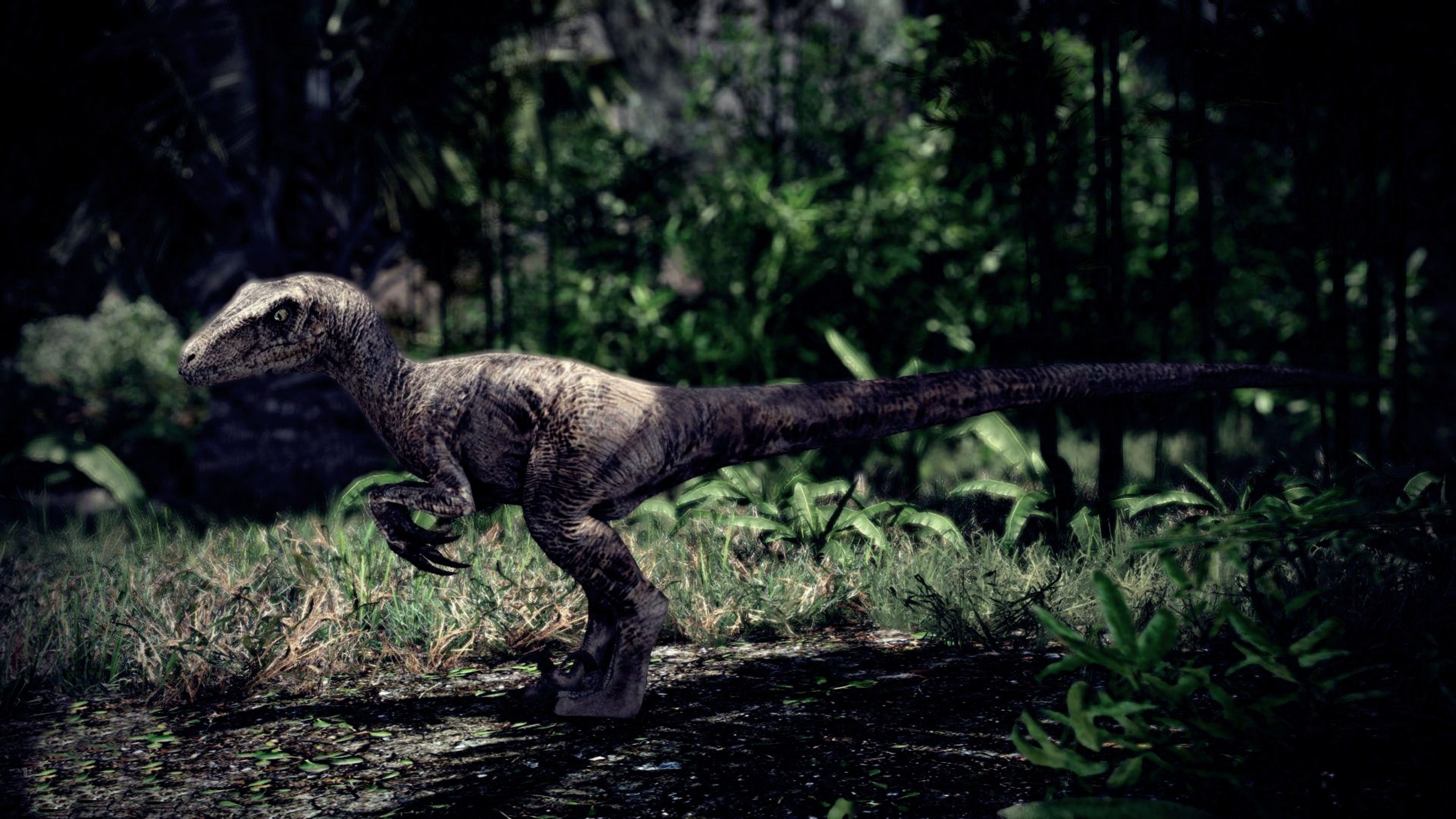 Velociraptor Wallpapers