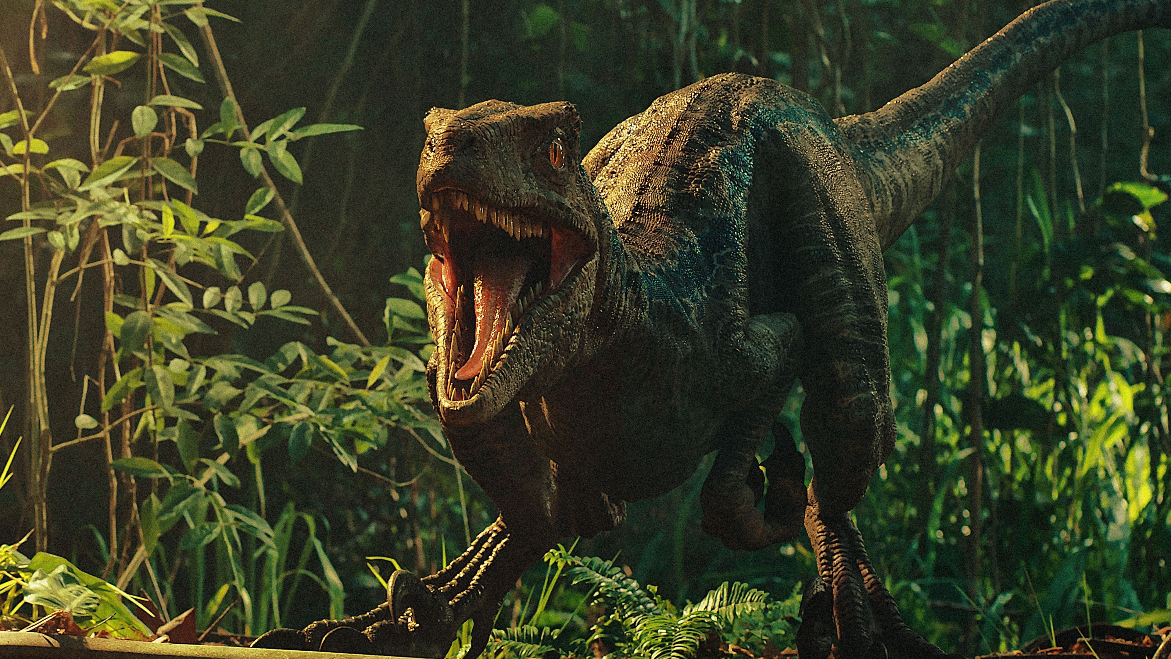 Velociraptor Wallpapers