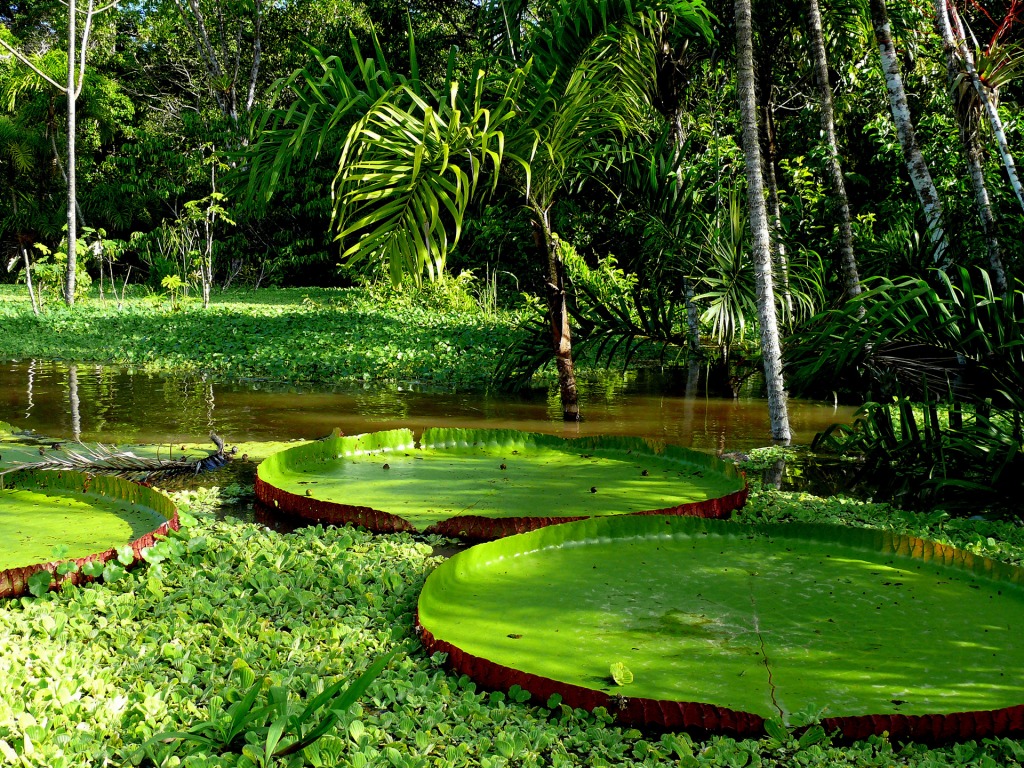 Venezuela Rainforest Wallpapers