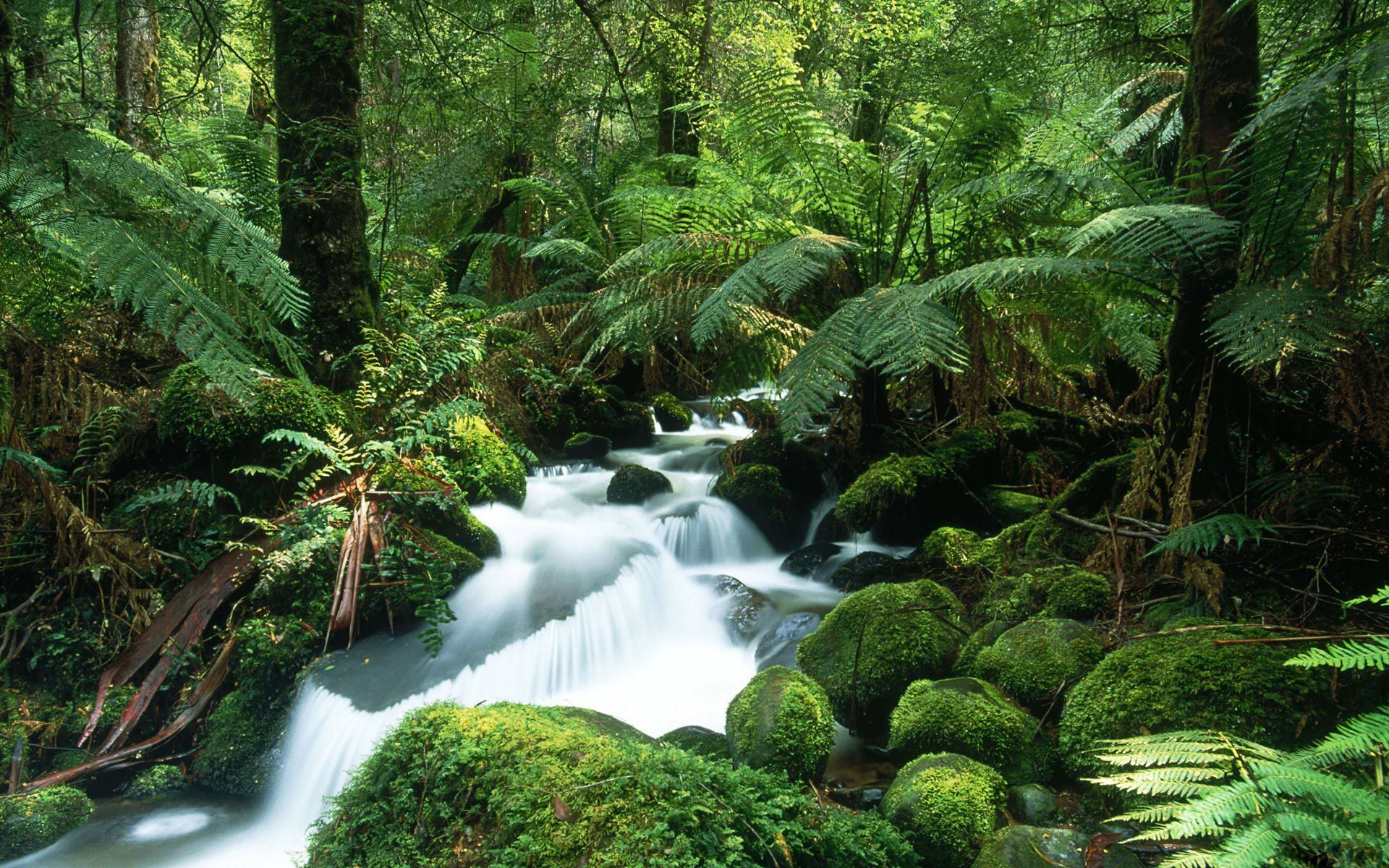 Venezuela Rainforest Wallpapers