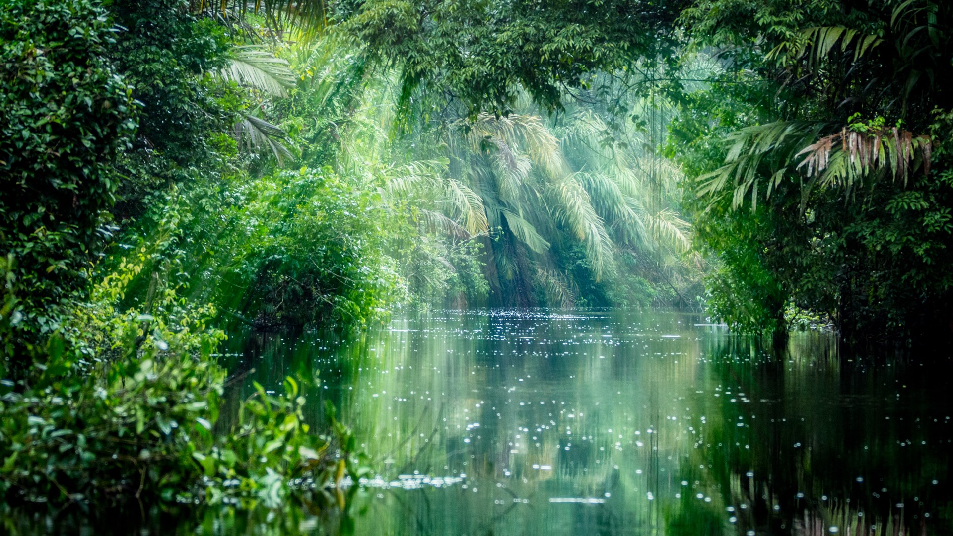 Venezuela Rainforest Wallpapers