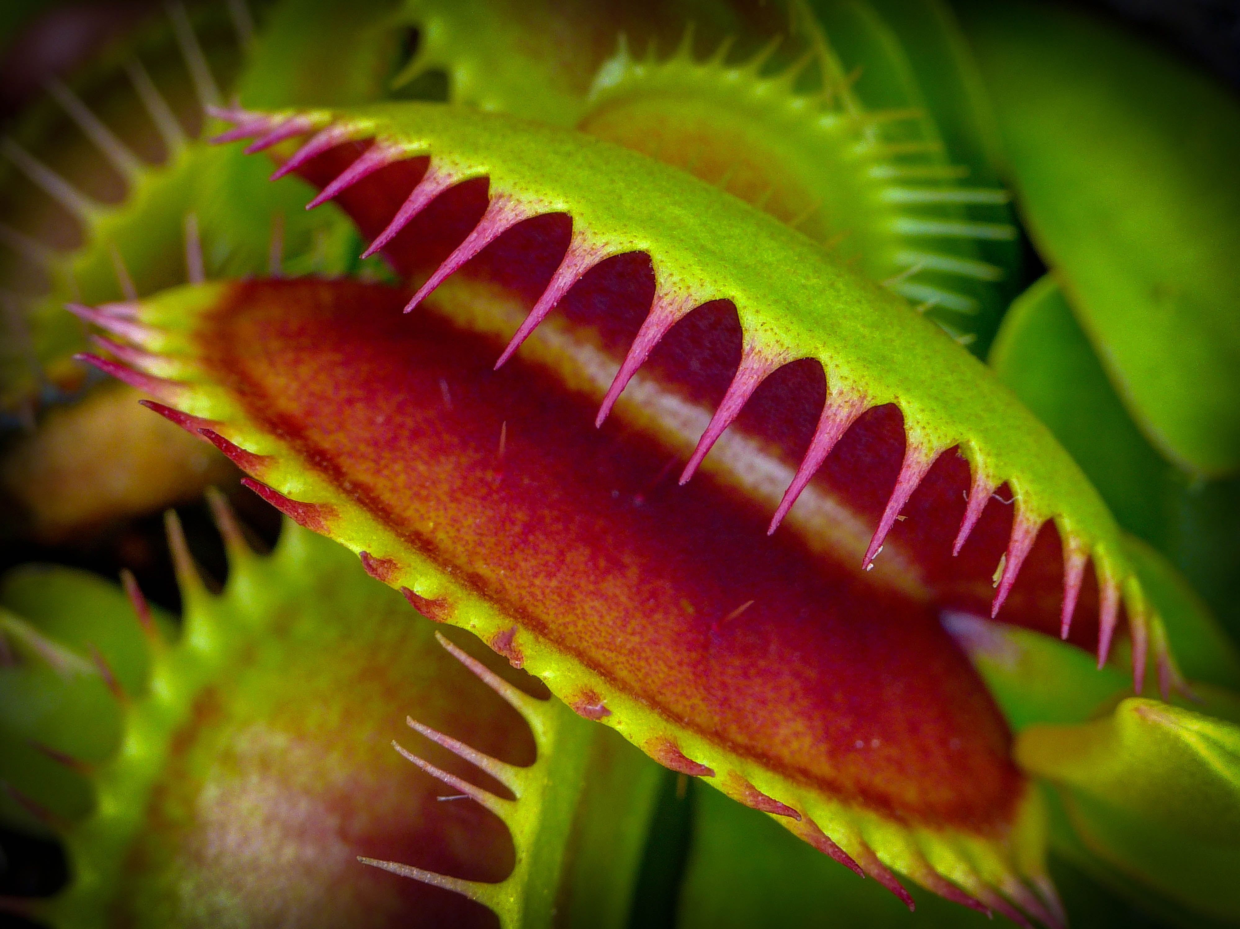 Venus Fly Trap Wallpapers