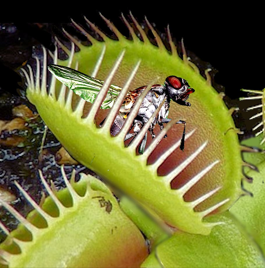 Venus Fly Trap Wallpapers