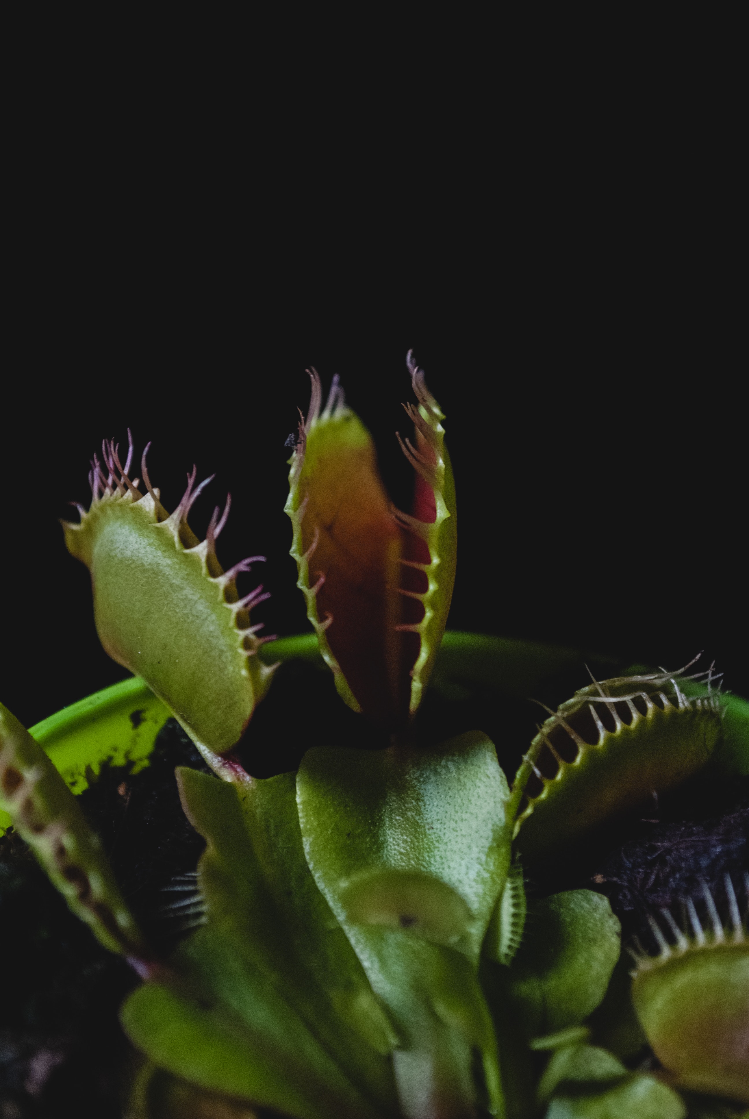 Venus Fly Trap Wallpapers