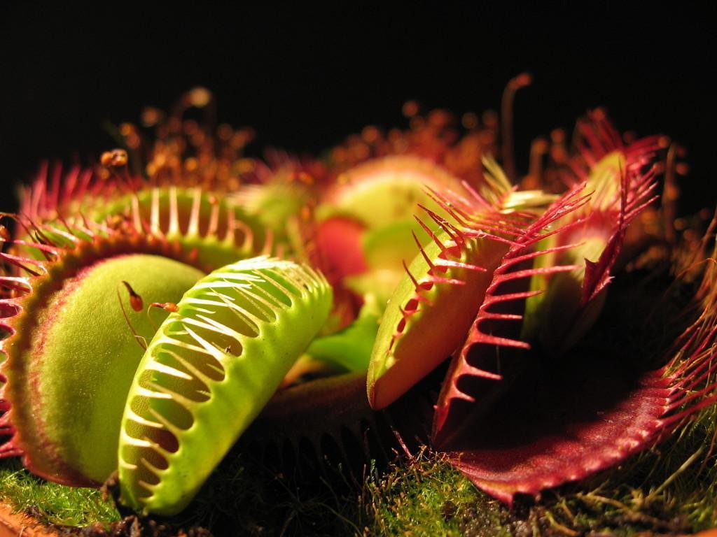 Venus Fly Trap Wallpapers