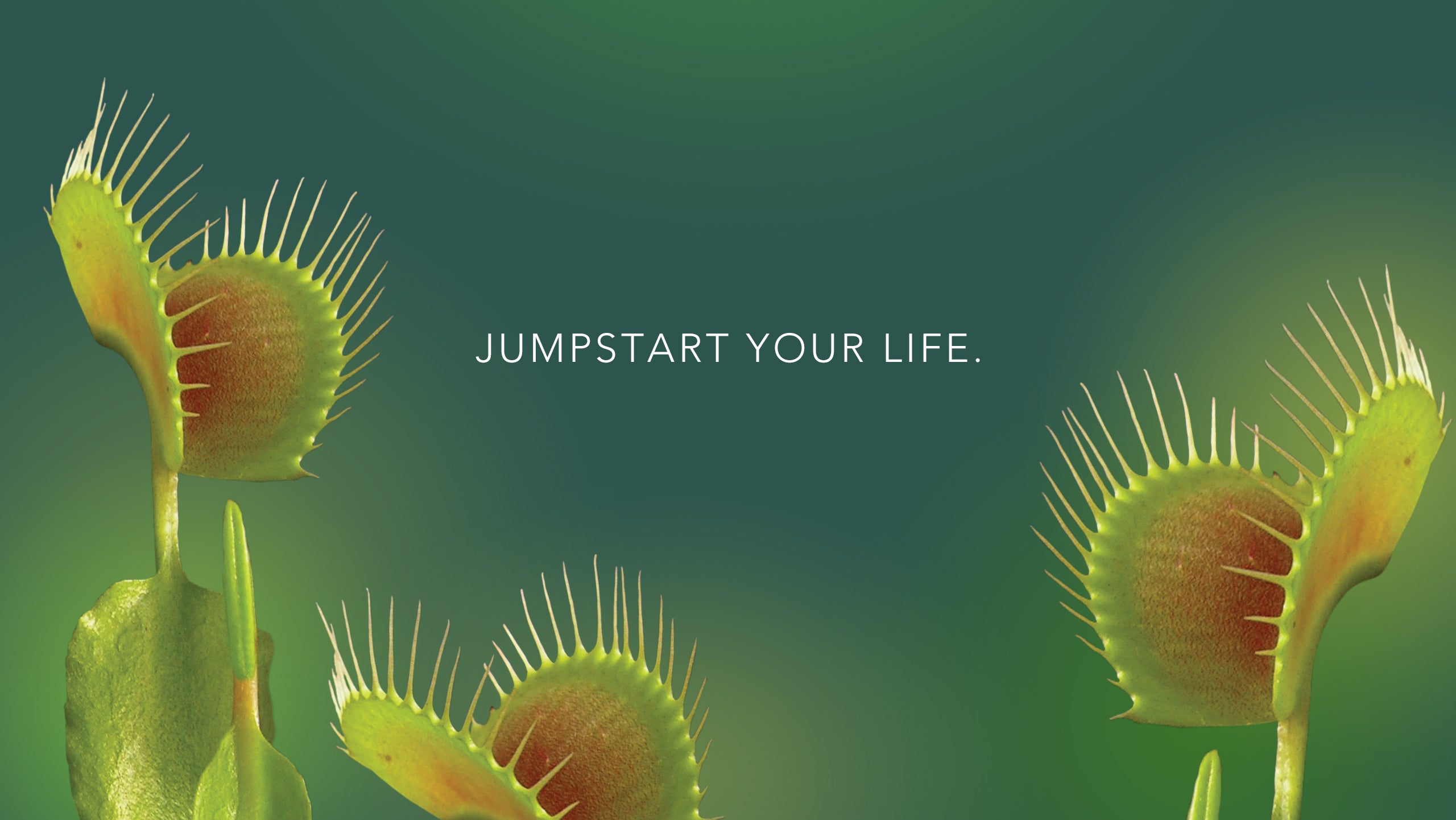 Venus Fly Trap Wallpapers