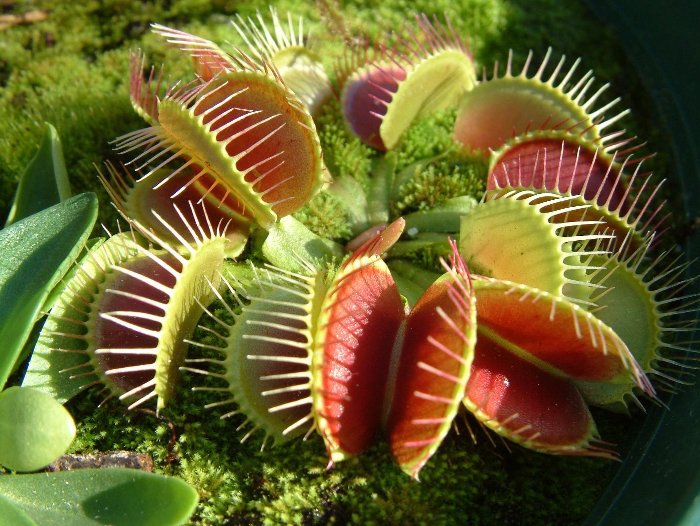 Venus Fly Trap Wallpapers