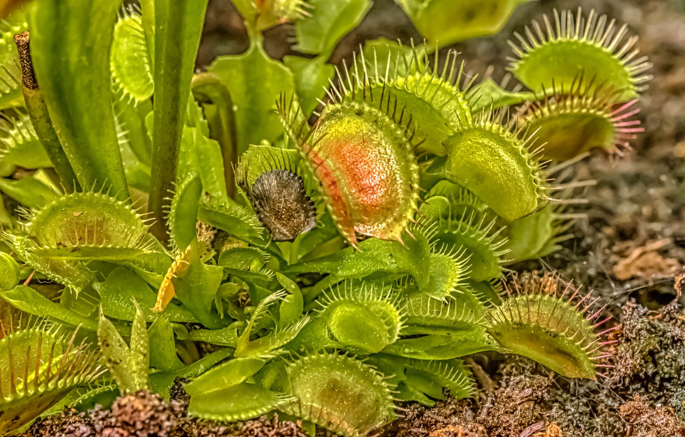 Venus Fly Trap Wallpapers