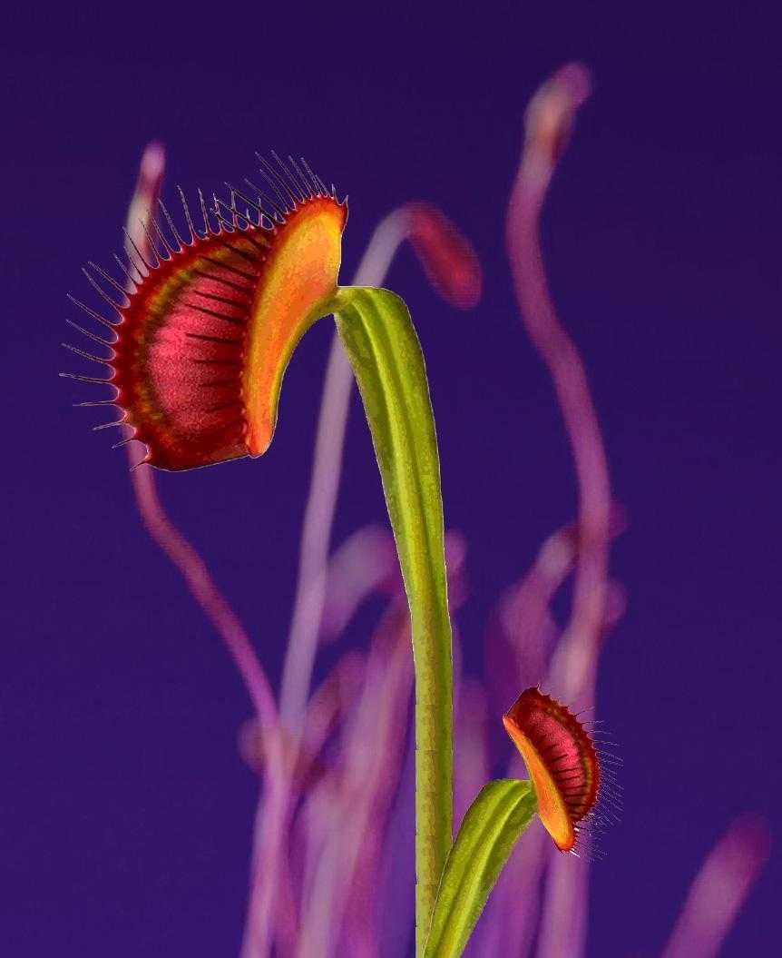 Venus Fly Trap Wallpapers