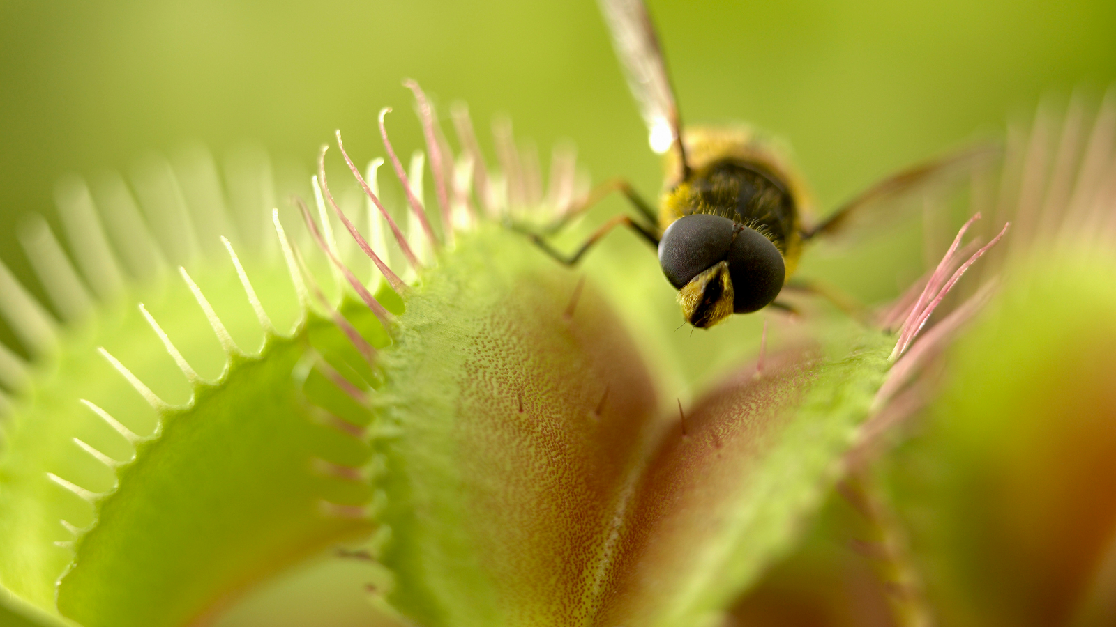 Venus Fly Trap Wallpapers