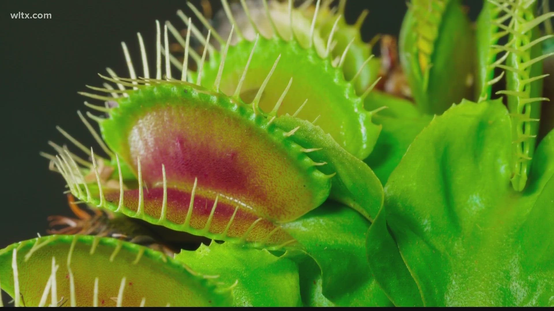 Venus Fly Trap Wallpapers