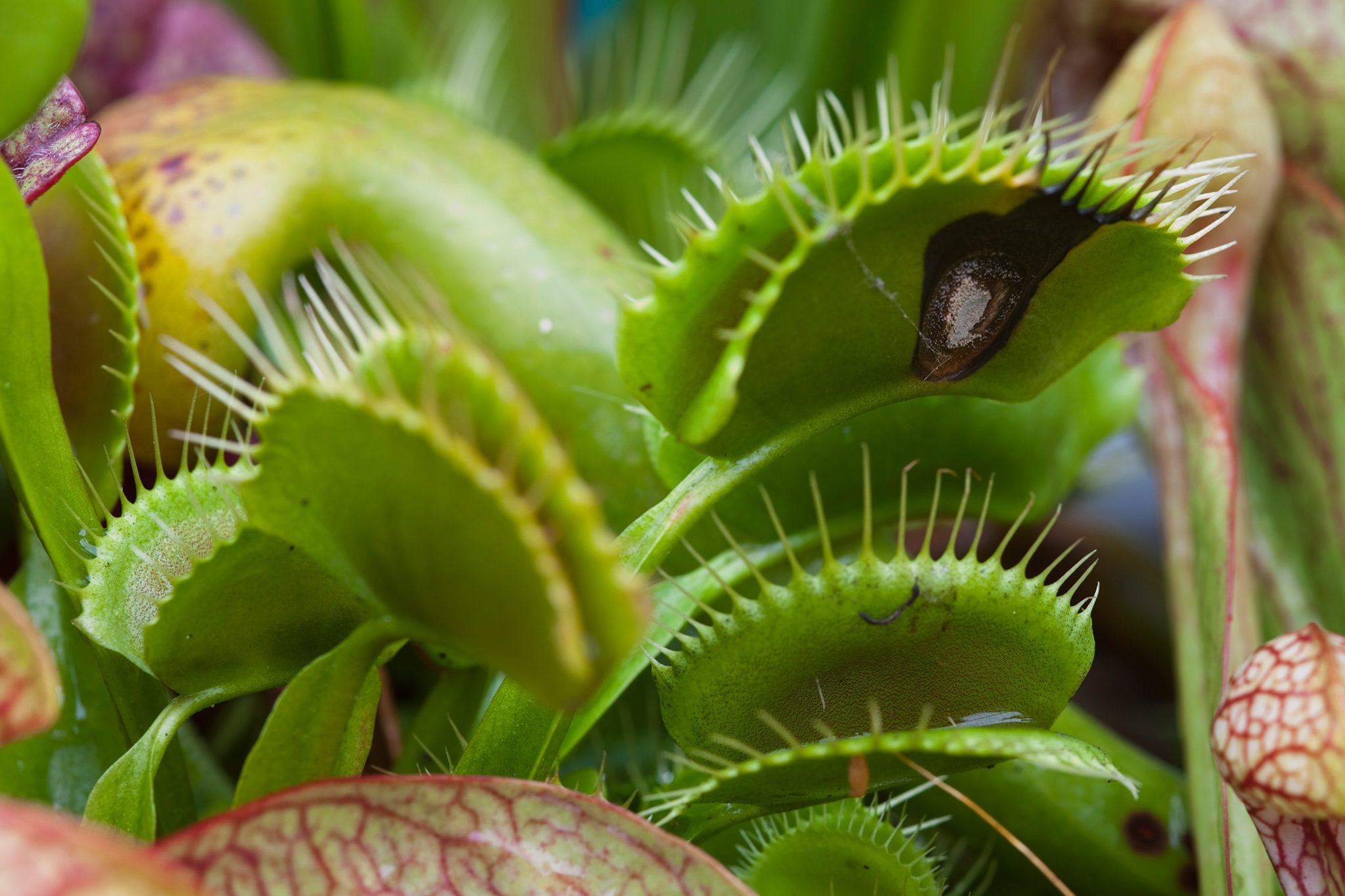 Venus Fly Trap Wallpapers