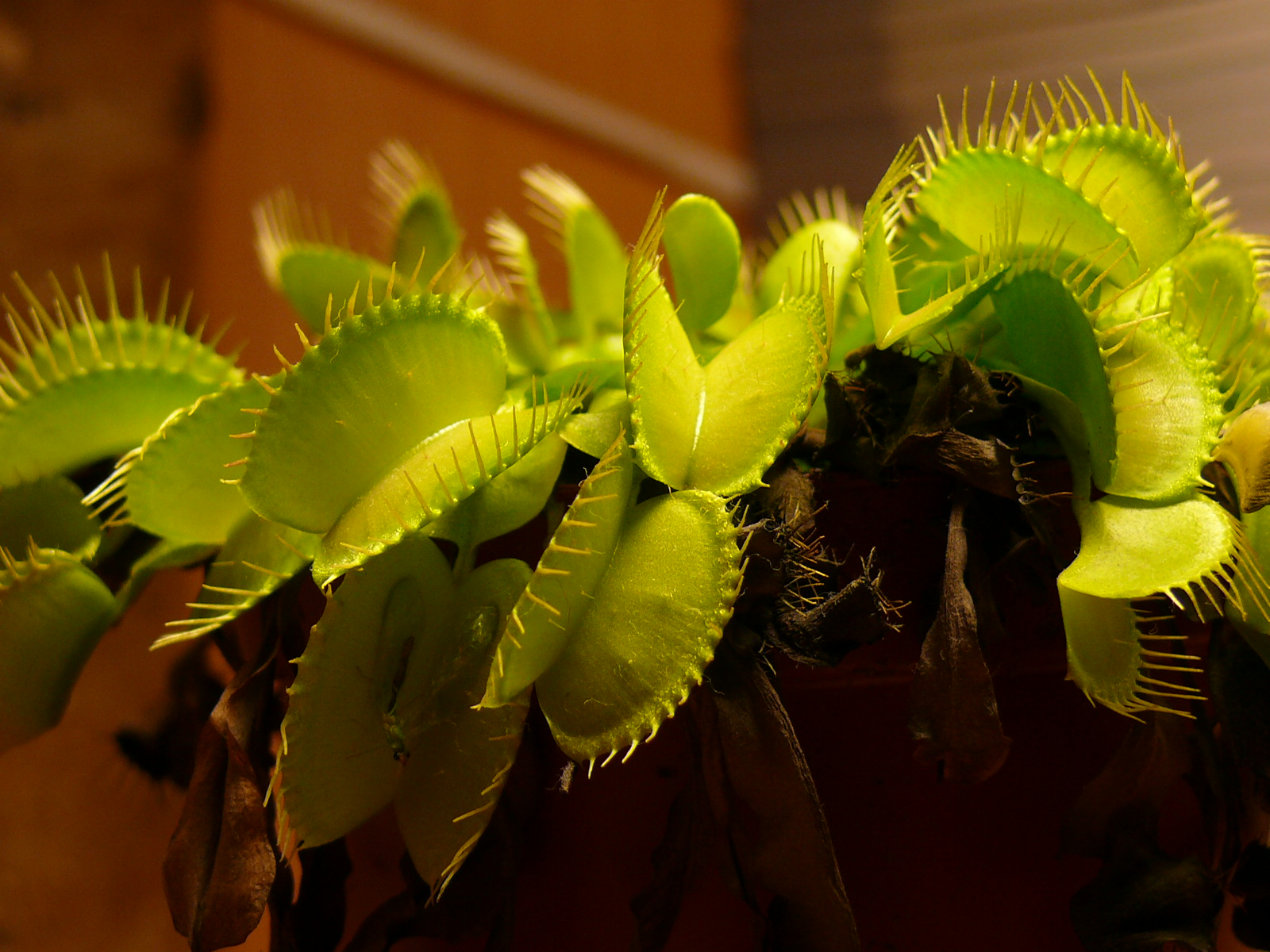 Venus Fly Trap Wallpapers