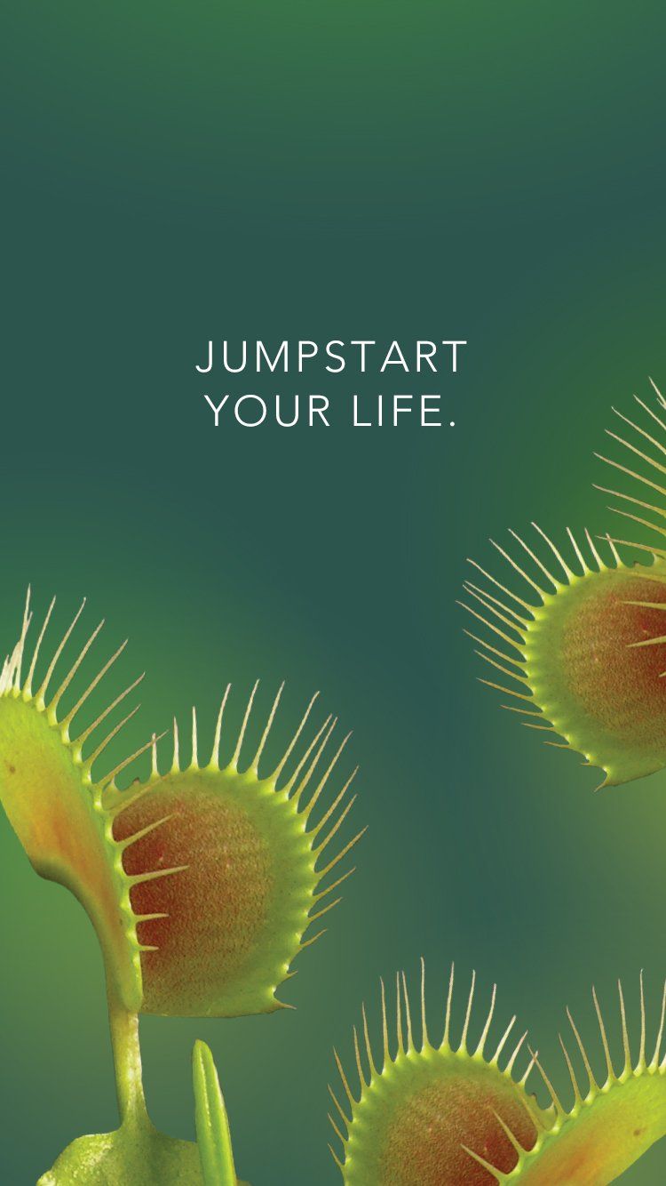 Venus Flytrap Wallpapers