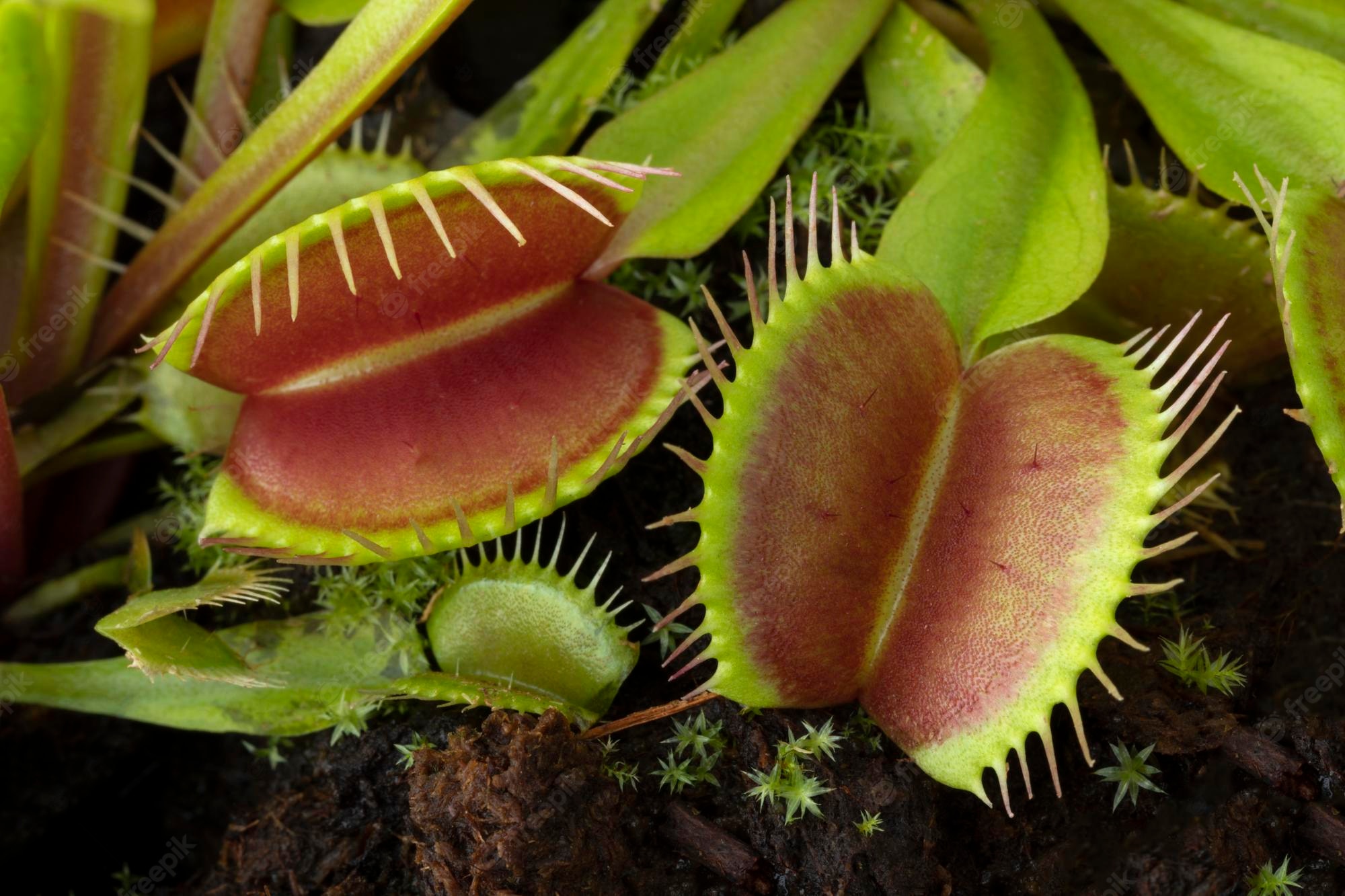 Venus Flytrap Wallpapers