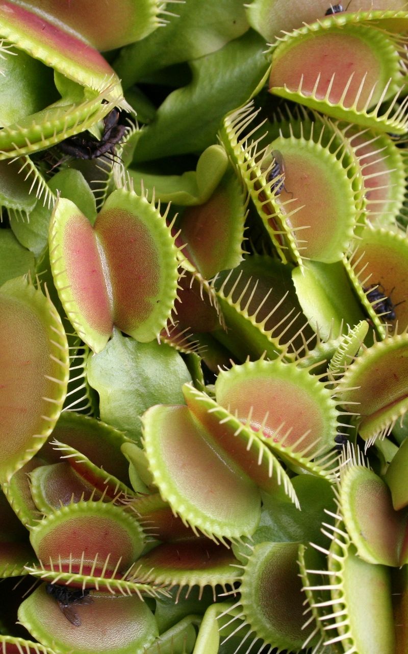 Venus Flytrap Wallpapers