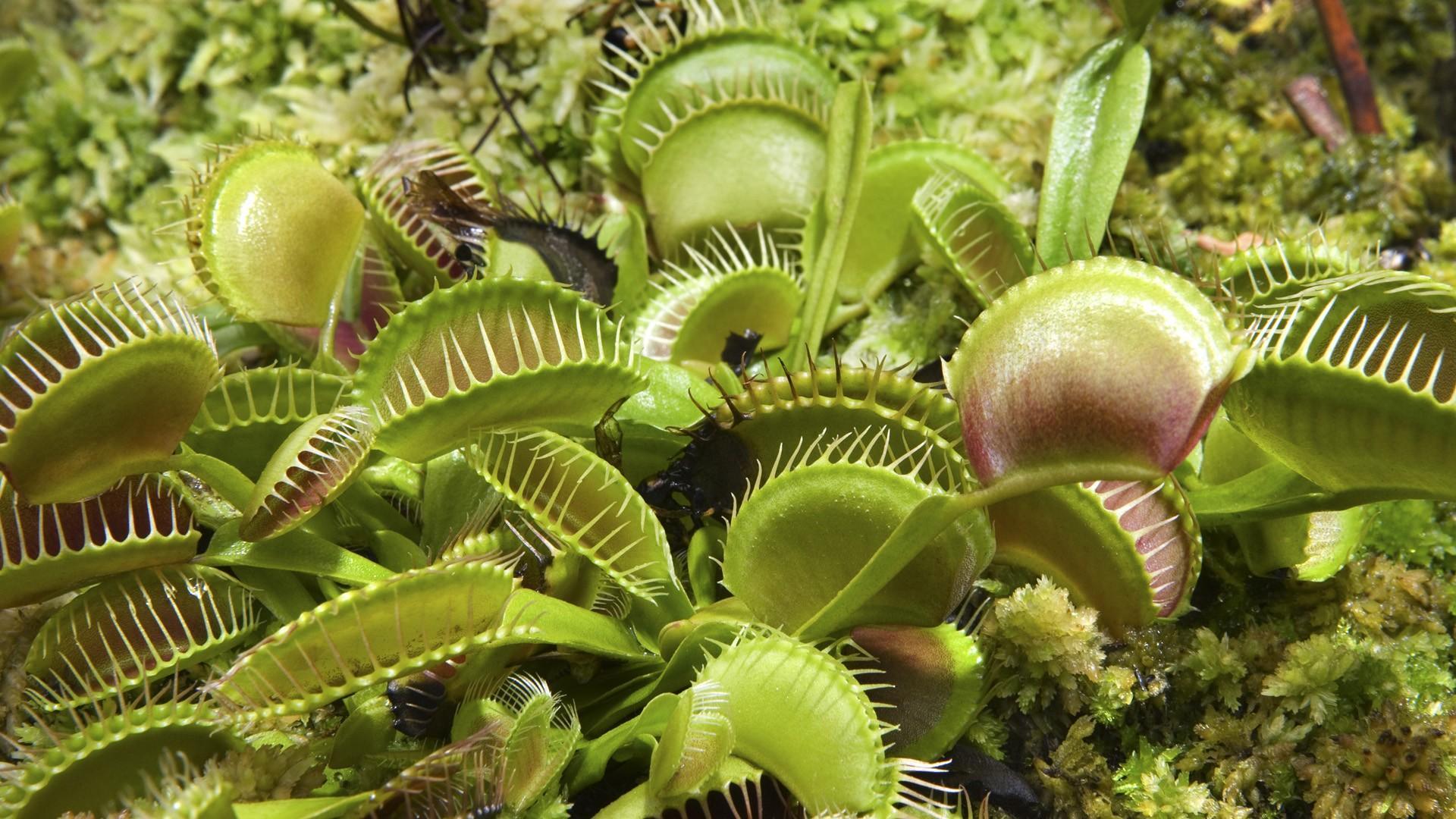 Venus Flytrap Wallpapers