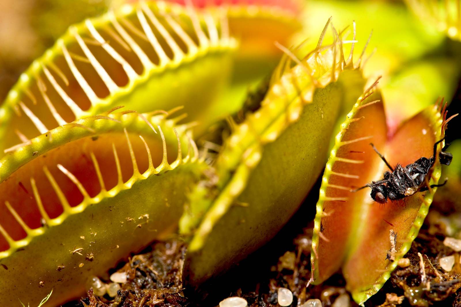 Venus Flytrap Wallpapers