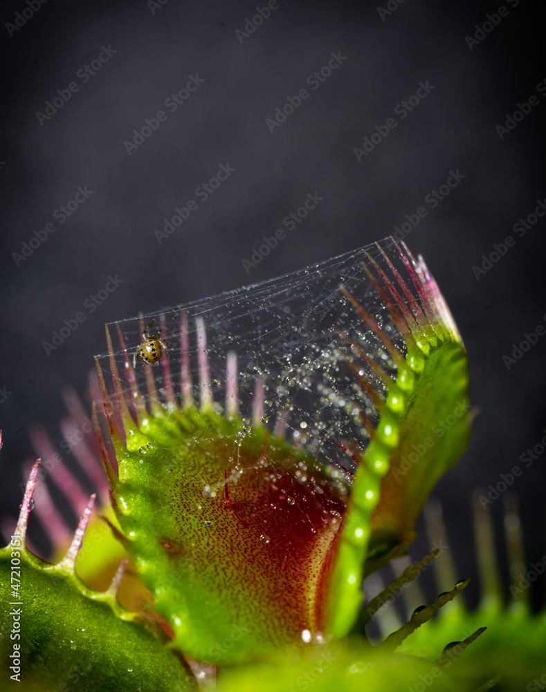 Venus Flytrap Wallpapers