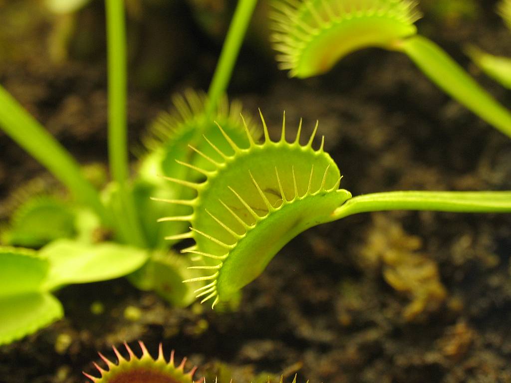 Venus Flytrap Wallpapers