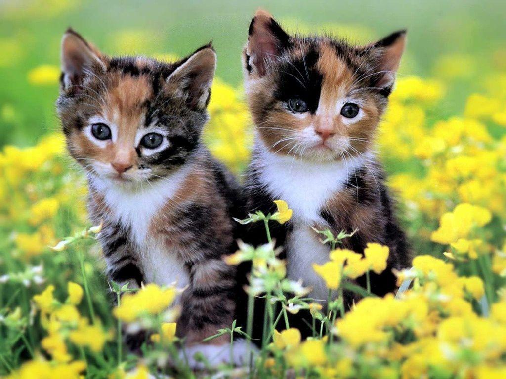 Very Cute Kittens Wallpapers