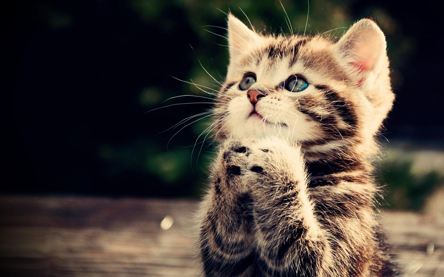 Very Cute Kittens Wallpapers