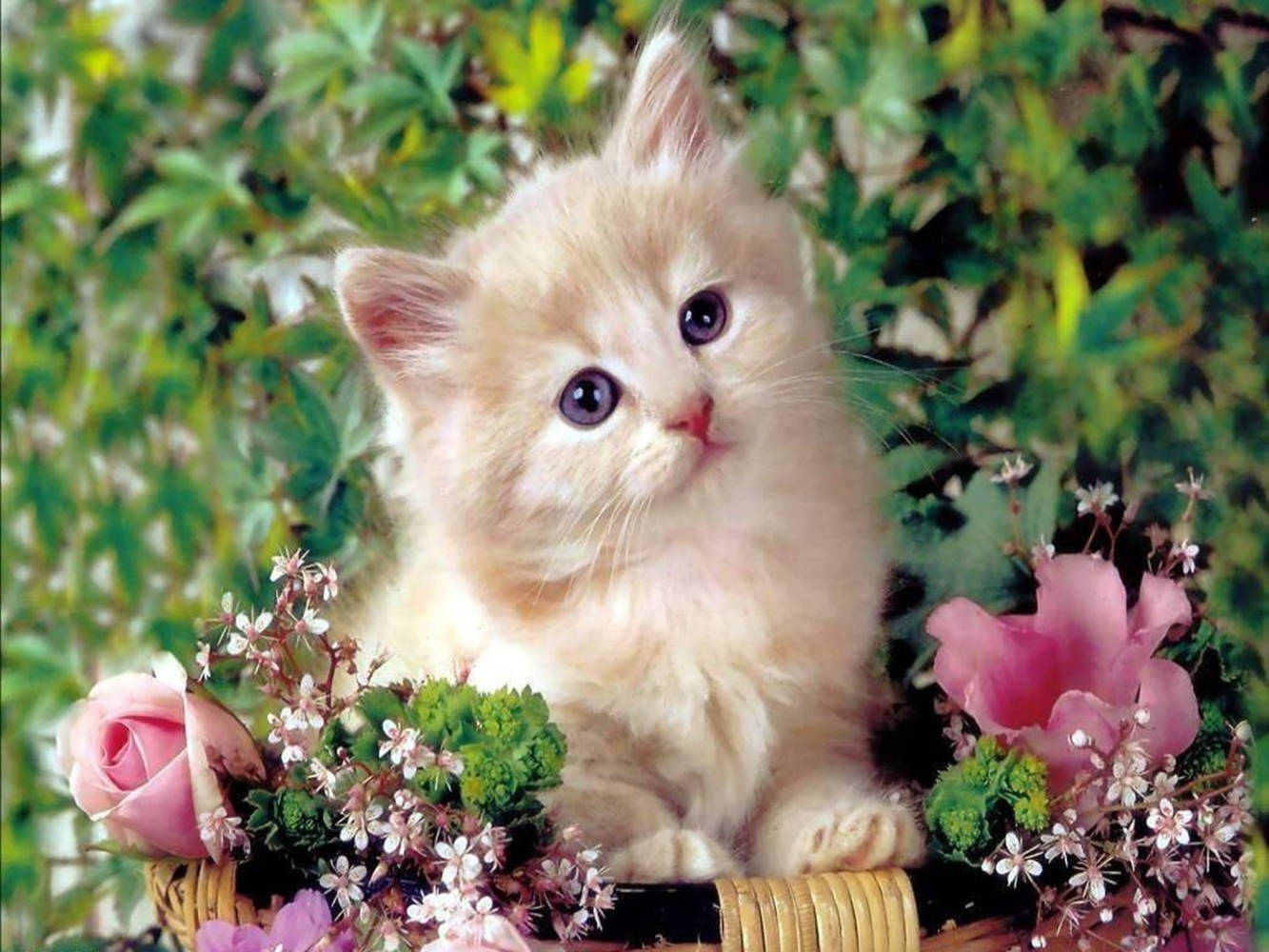 Very Cute Kittens Wallpapers