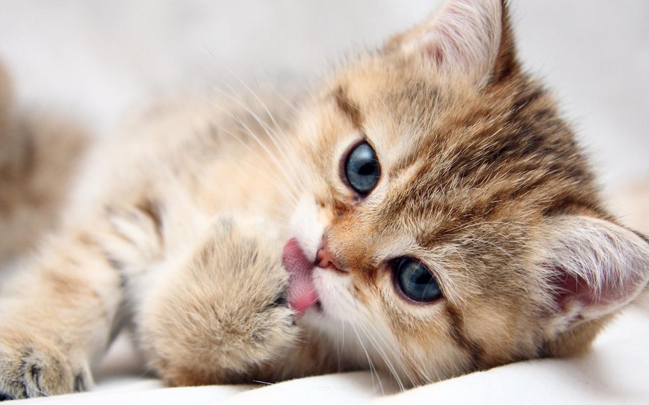 Very Cute Kittens Wallpapers