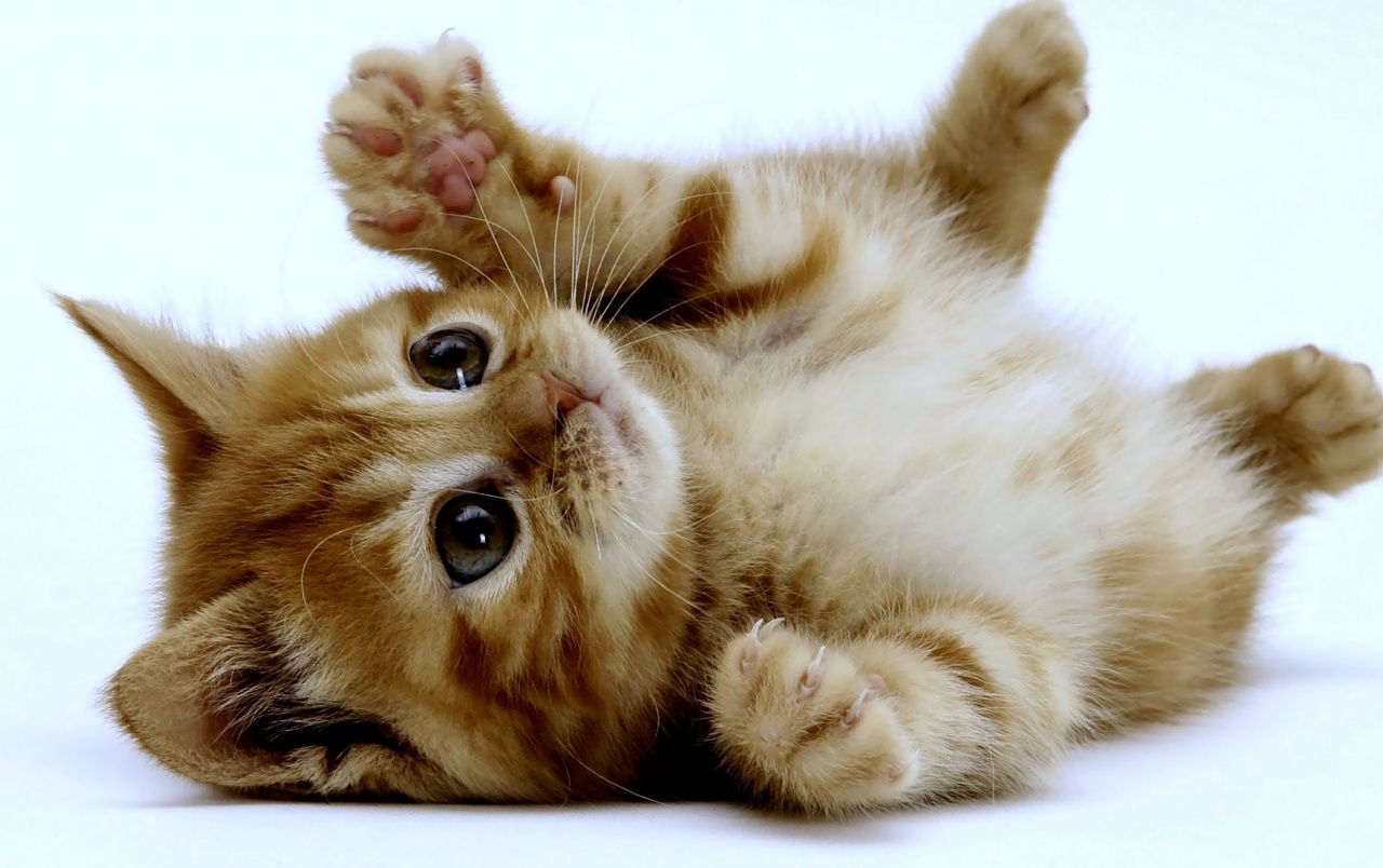 Very Cute Kittens Wallpapers